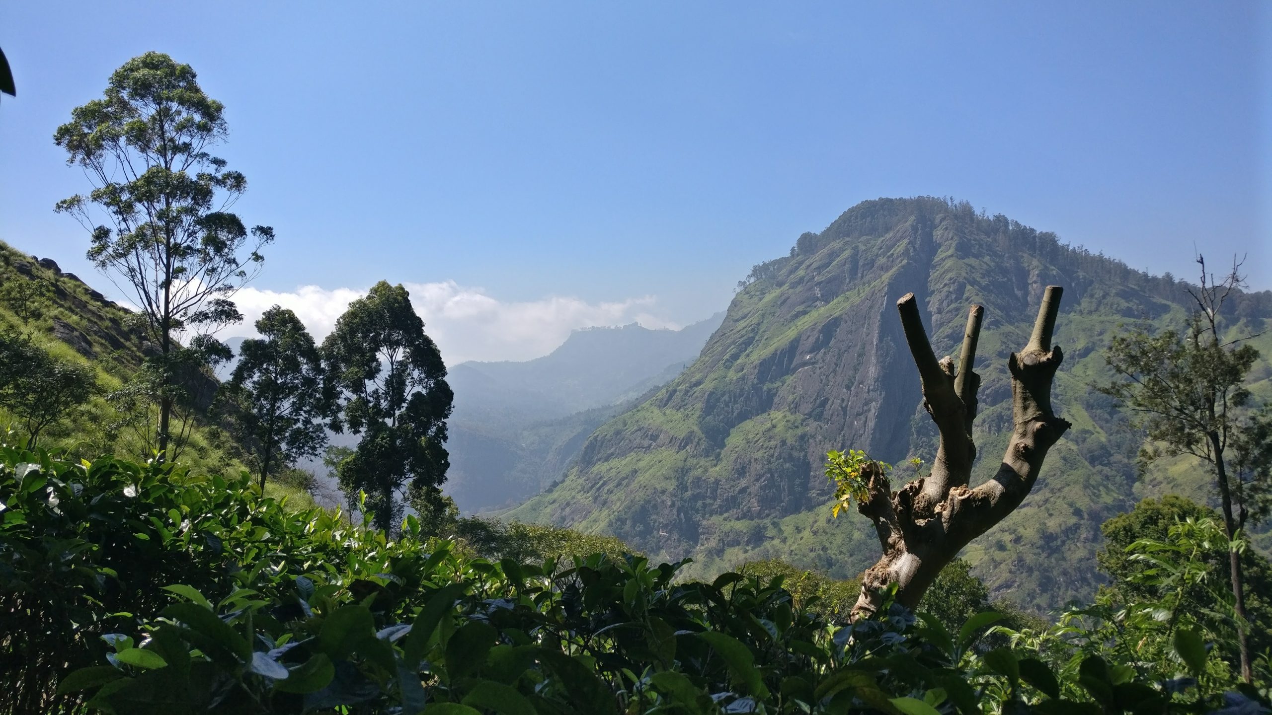 Malerischer Dschungel mit Bergblick in Sri Lanka, ideal für Natur- und Abenteuerreisen.