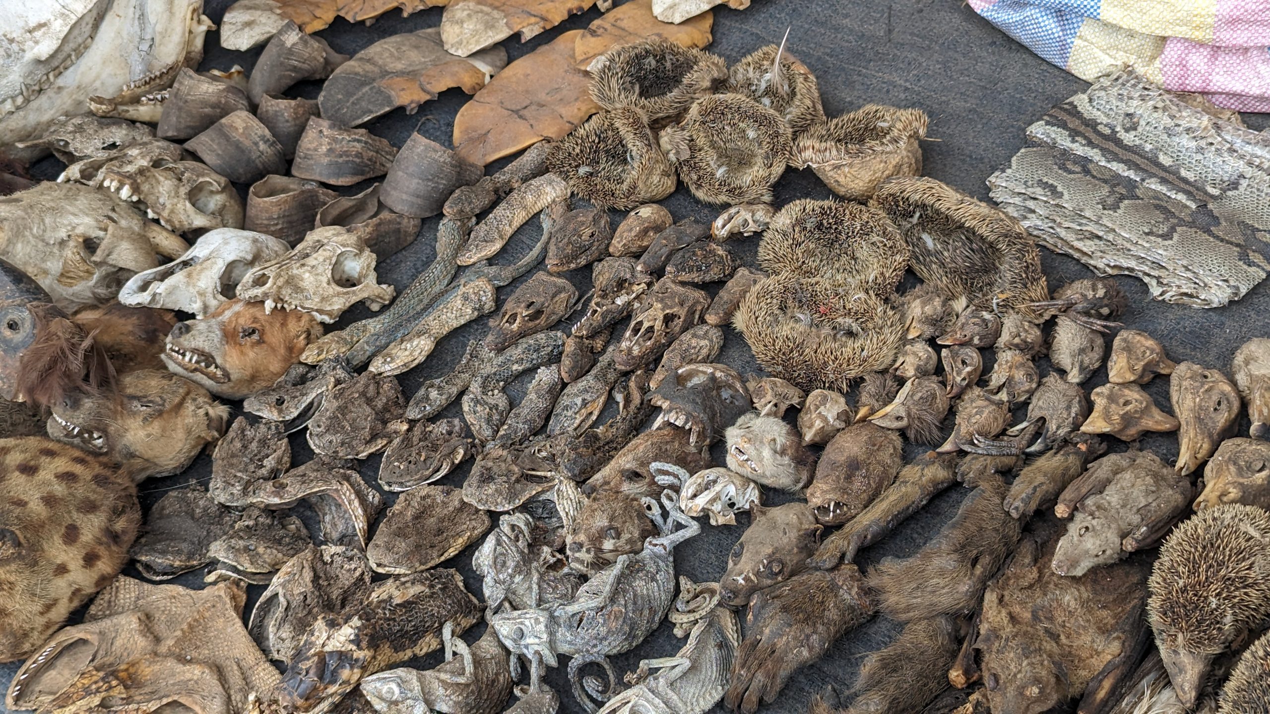Verschiedene Fetisch-Objekte und Tierknochen am Akodessewa Fetish Market in Togo.