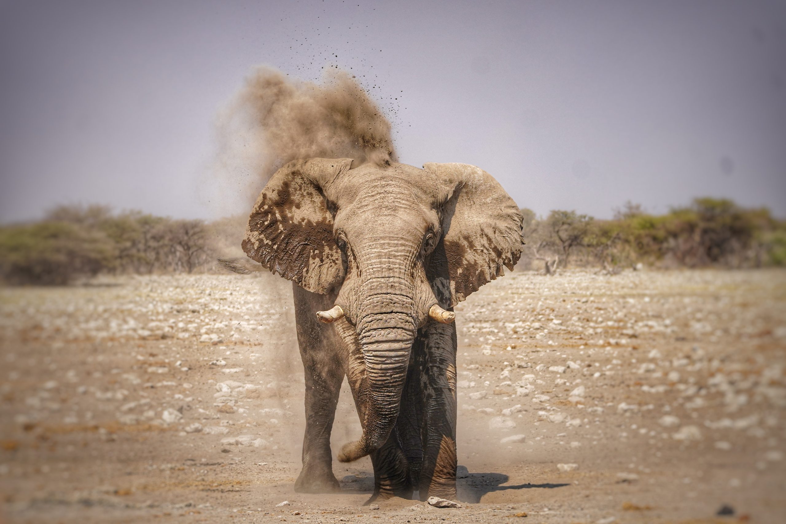 Elefant im Etosha-Nationalpark beim Staubaufwirbeln.