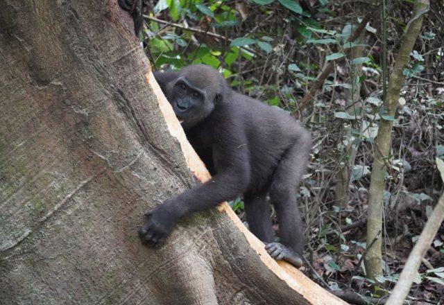 Gabun | Gorillas in Gabun – Eine Stunde im Regenwald | 02