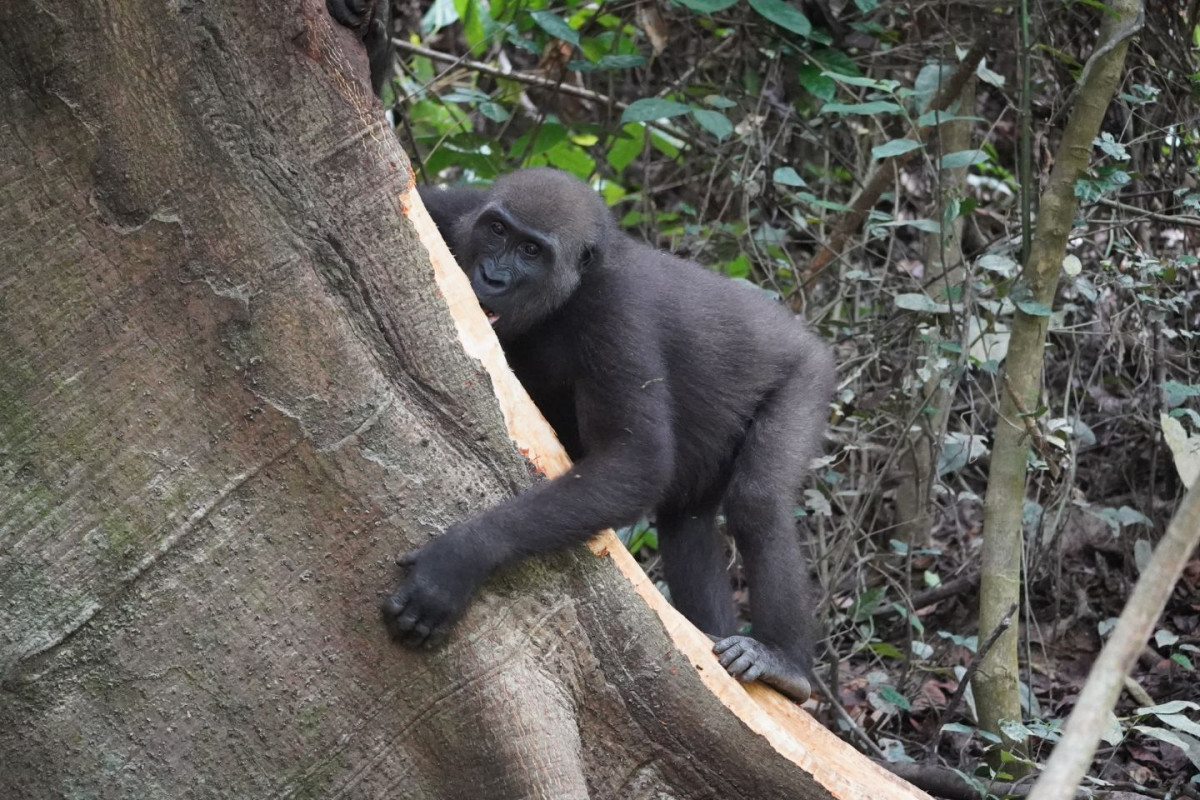 Gabun