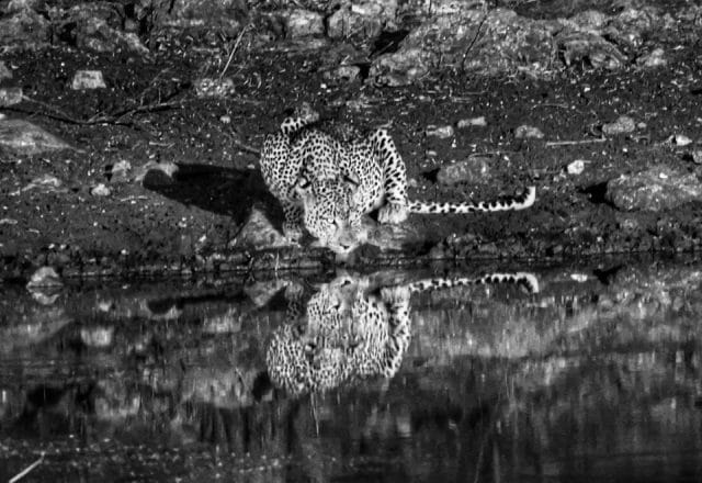 Namibia | Etosha-Nationalpark- ein Traum für Wildtierliebhaber | 06
