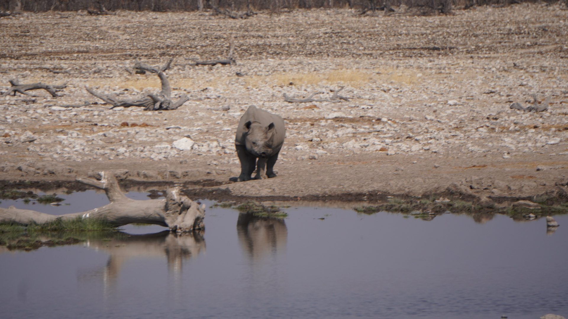 Nashorn am Wasserloch im Etosha-Nationalpark, Namibia.