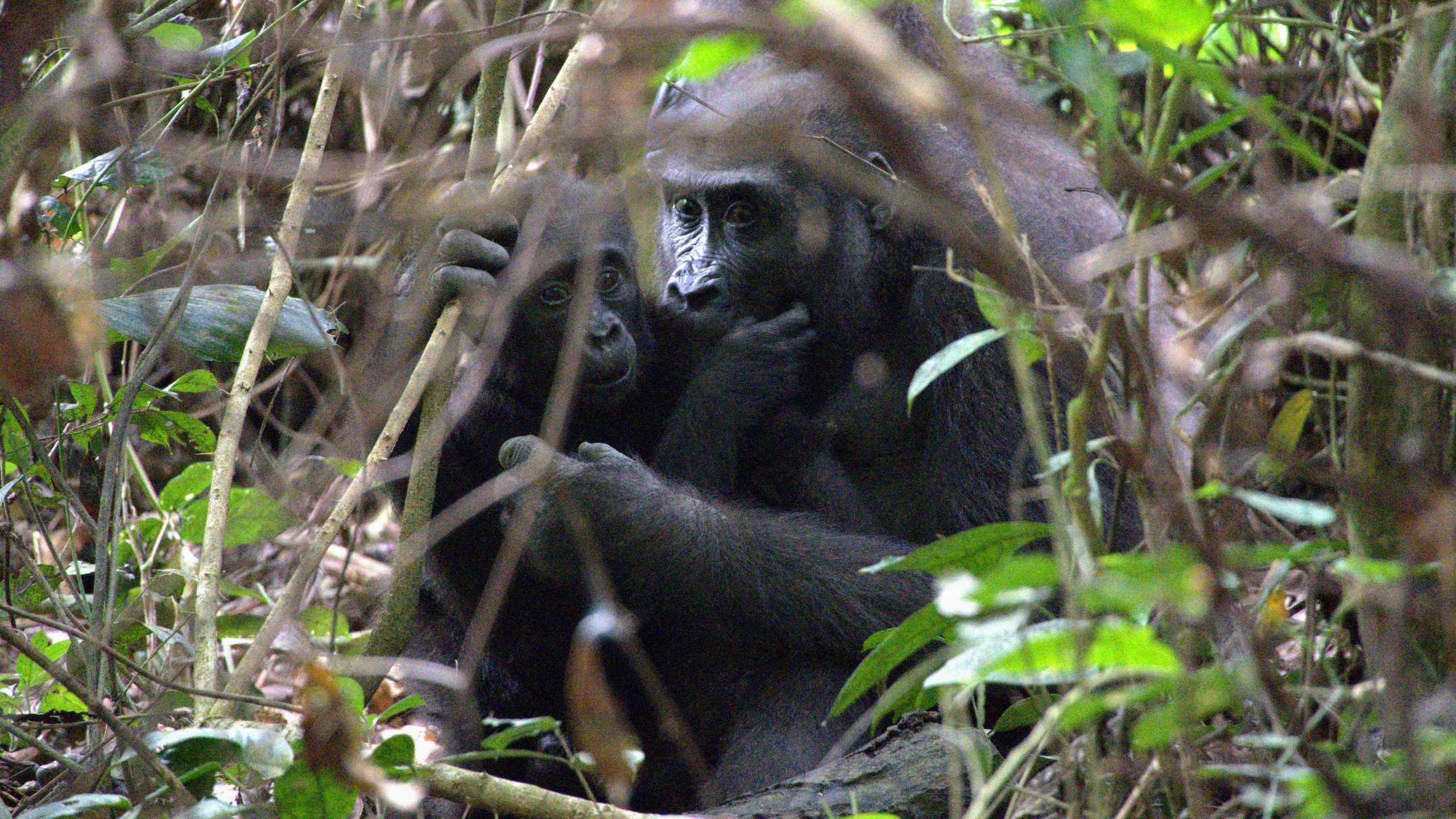 Gorilla im dichten Regenwald Gabuns, umgeben von grünen Blättern.