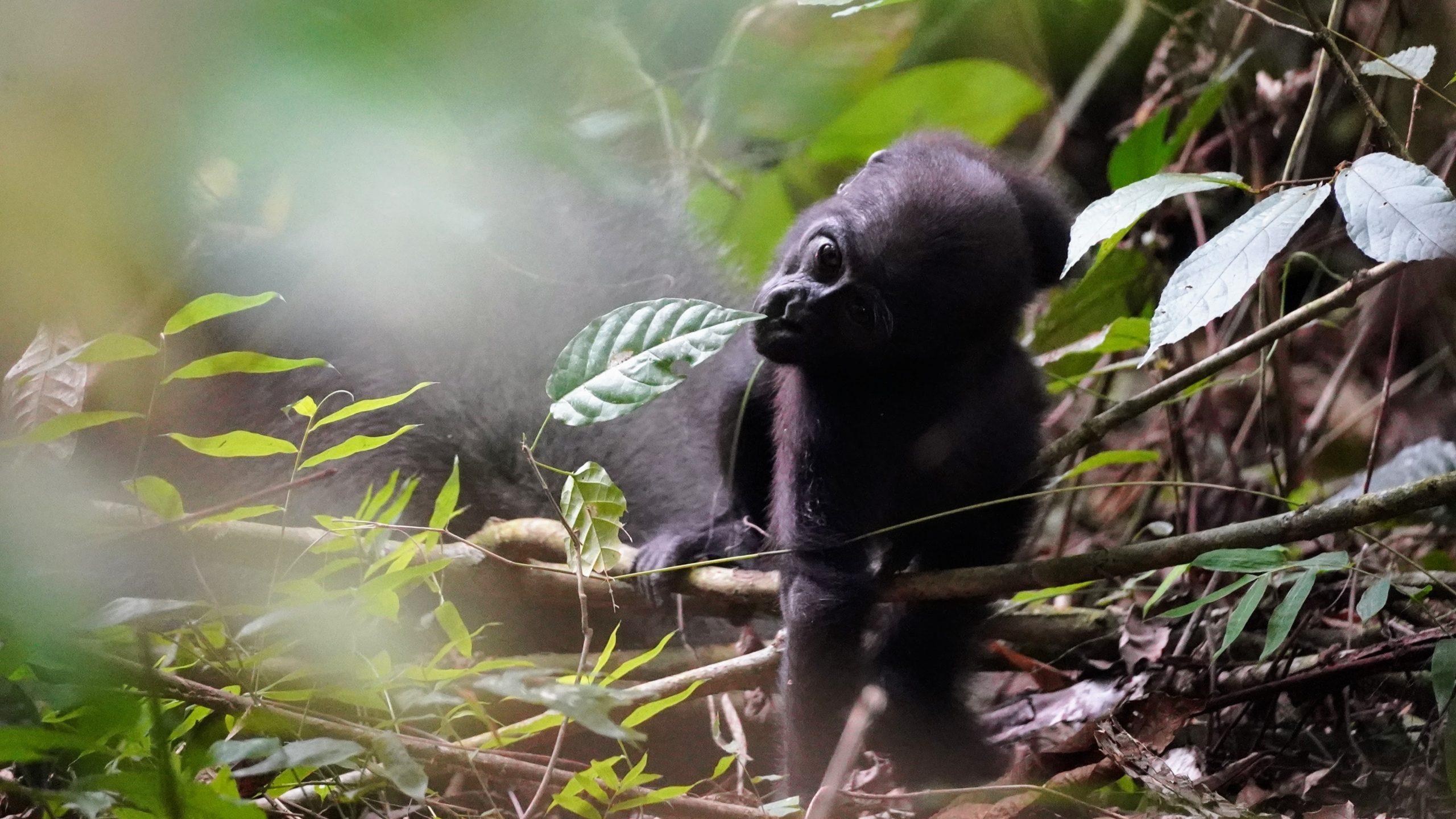 Gorilla im grünen Dschungel Gabuns, umgeben von Blättern und Pflanzen.