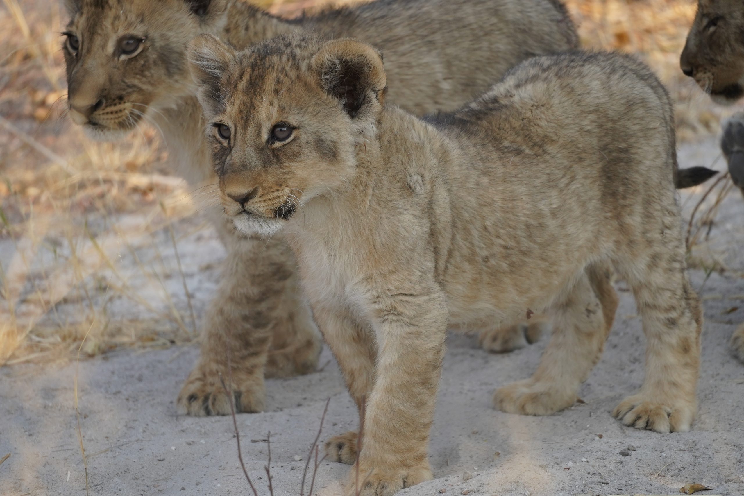 Junglöwen im Etosha-Nationalpark, Namibia, in freier Wildbahn.