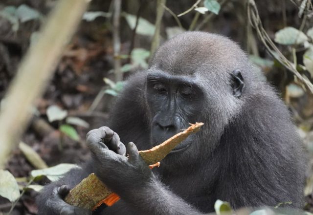 Gabun | Gorillas in Gabun – Eine Stunde im Regenwald | Beitragsbild