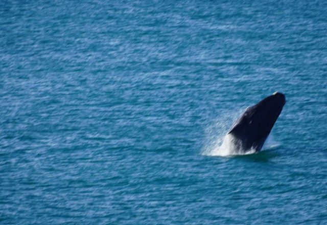 Südafrika | 🐋 Tauche ein in das Abenteuer: Walbeobachtung in Hermanus! 🌊 | Beitragsbild