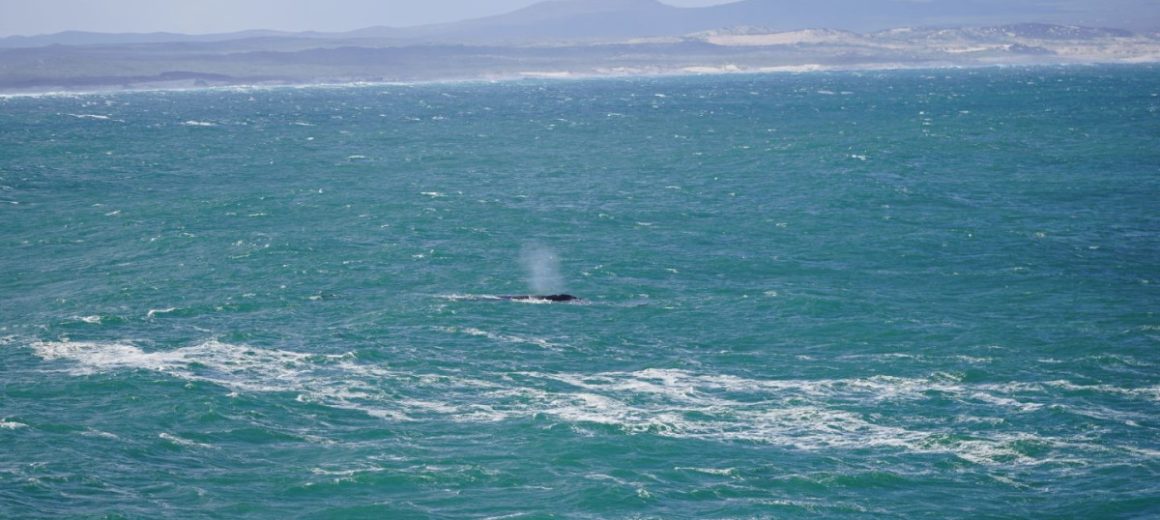 Südafrika | Hermanus: Das ultimative Walparadies in Südafrika 🐋🌊 | Beitragsbild