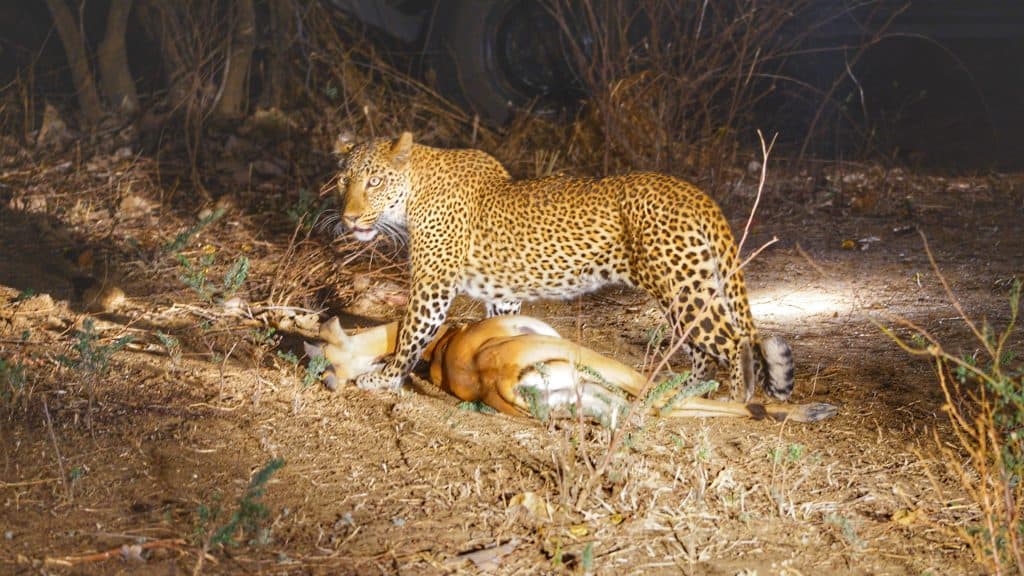 Löwe bei Nacht in der südlichen Luangwa-Region, Zambias Wildnis.