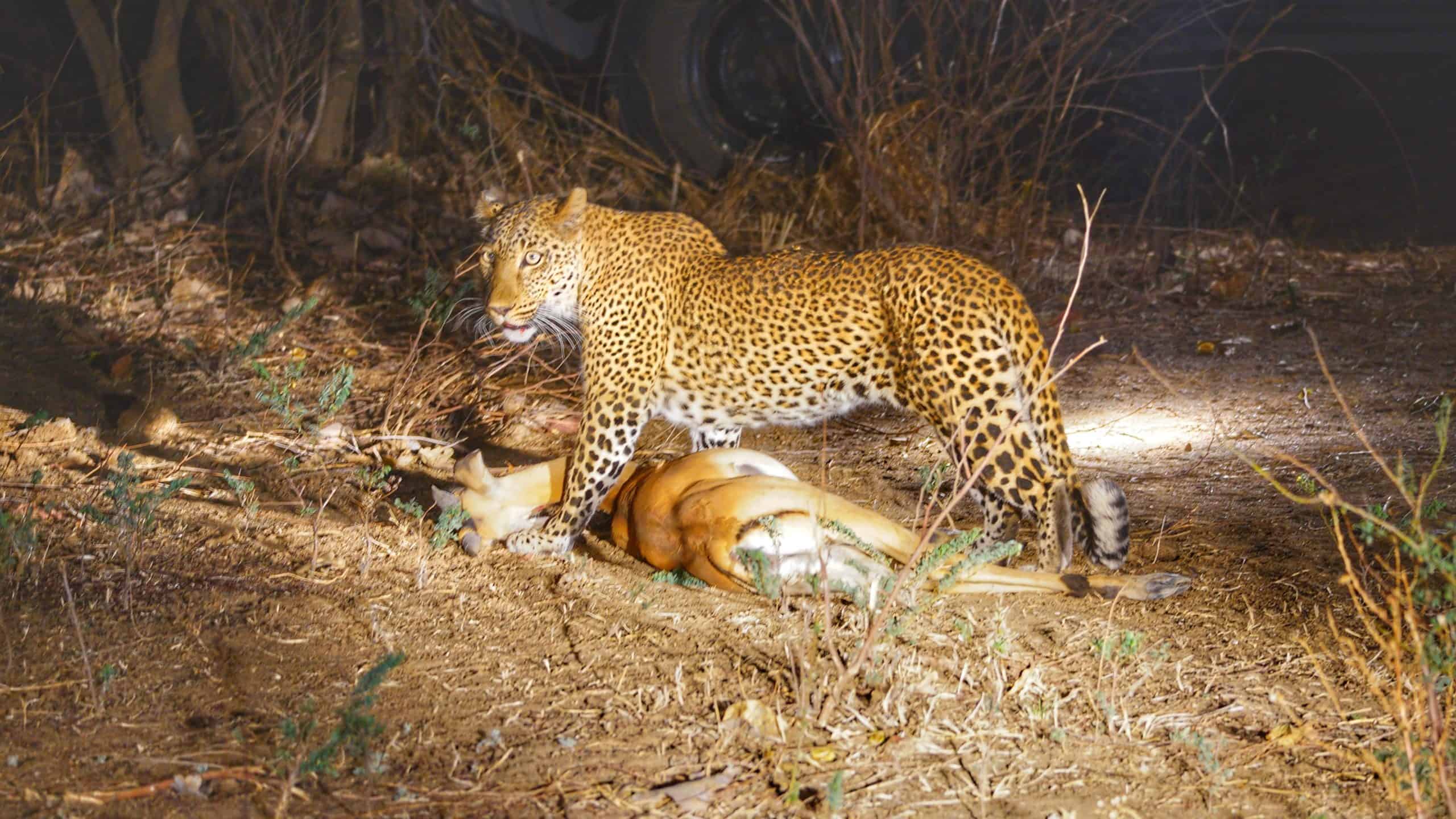 Löwe bei Nacht in der südlichen Luangwa-Region, Zambias Wildnis.