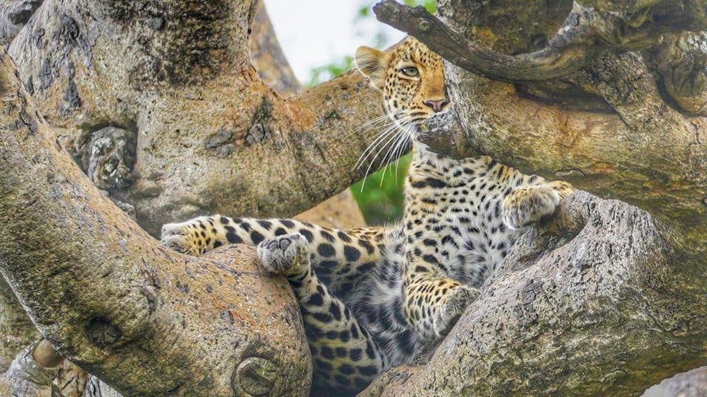 Löwe ruht sich in einem Baum in der Serengeti aus, Afrikas Wildnis erleben.