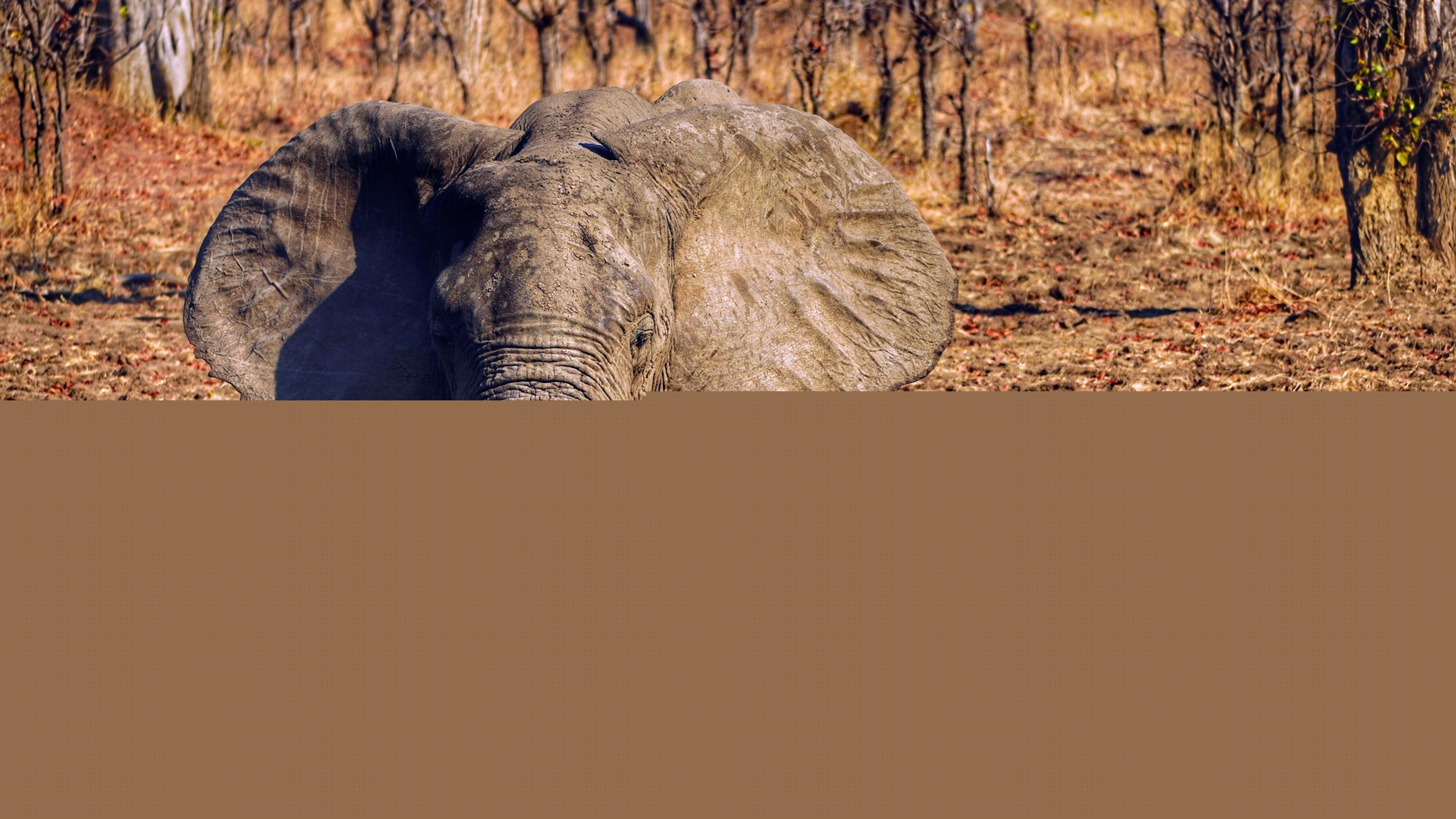 Elefant im Wasser