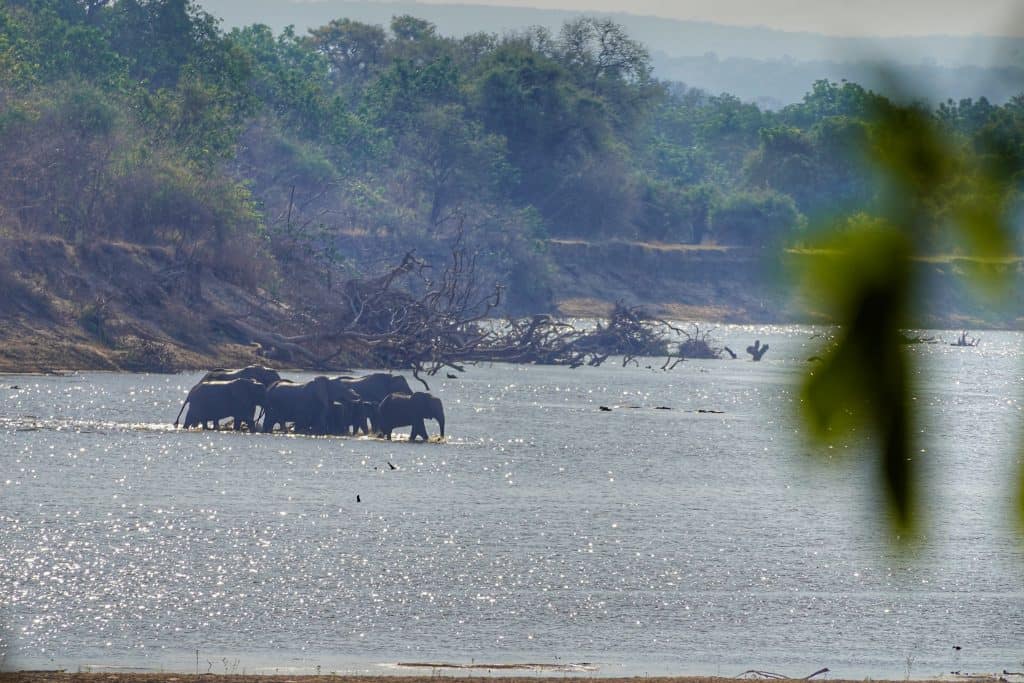 Elefantenfamilie beim Wasser trinken im Fluss in Süd-Luangwa, Zambien.