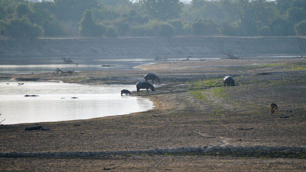 Elefanten am Fluss in Süd-Luangwa, Zambien, in der Wildnis.
