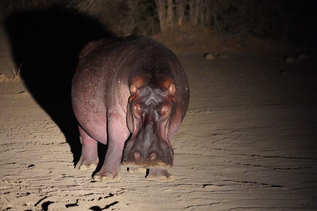 Nashorn bei Nacht in der Wildnis von South Luangwa, Zambia, mit dunklem Hintergrund.