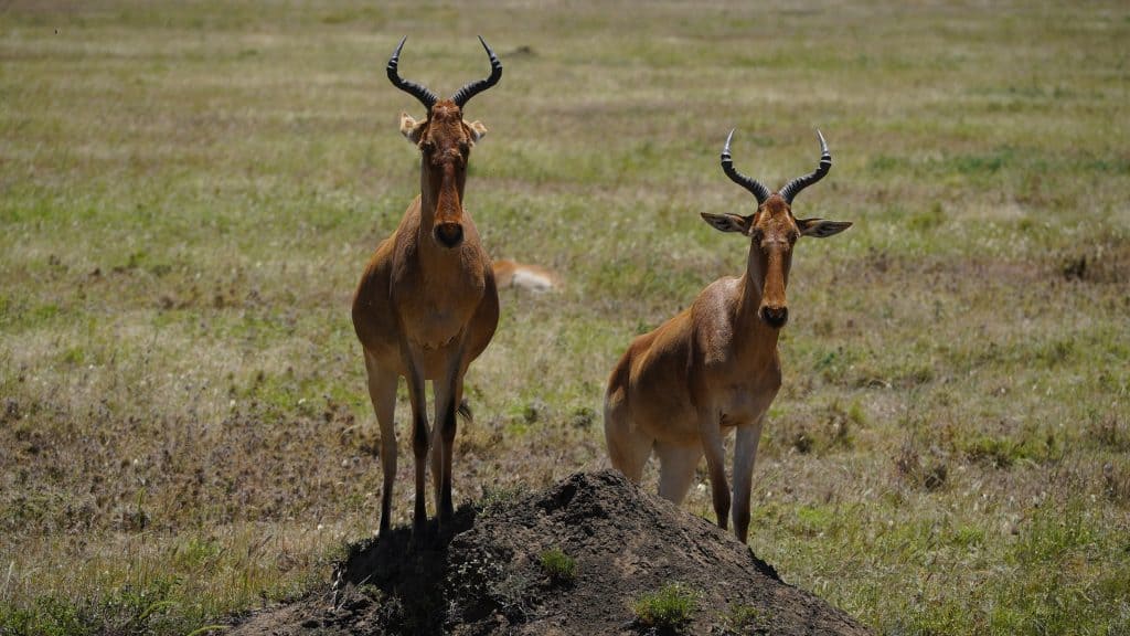 Zwei Antilopen in der Serengeti, Afrikas Wildnis erleben.