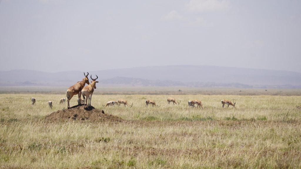 Antilopen in der Serengeti, Afrikas Wildnis erleben.