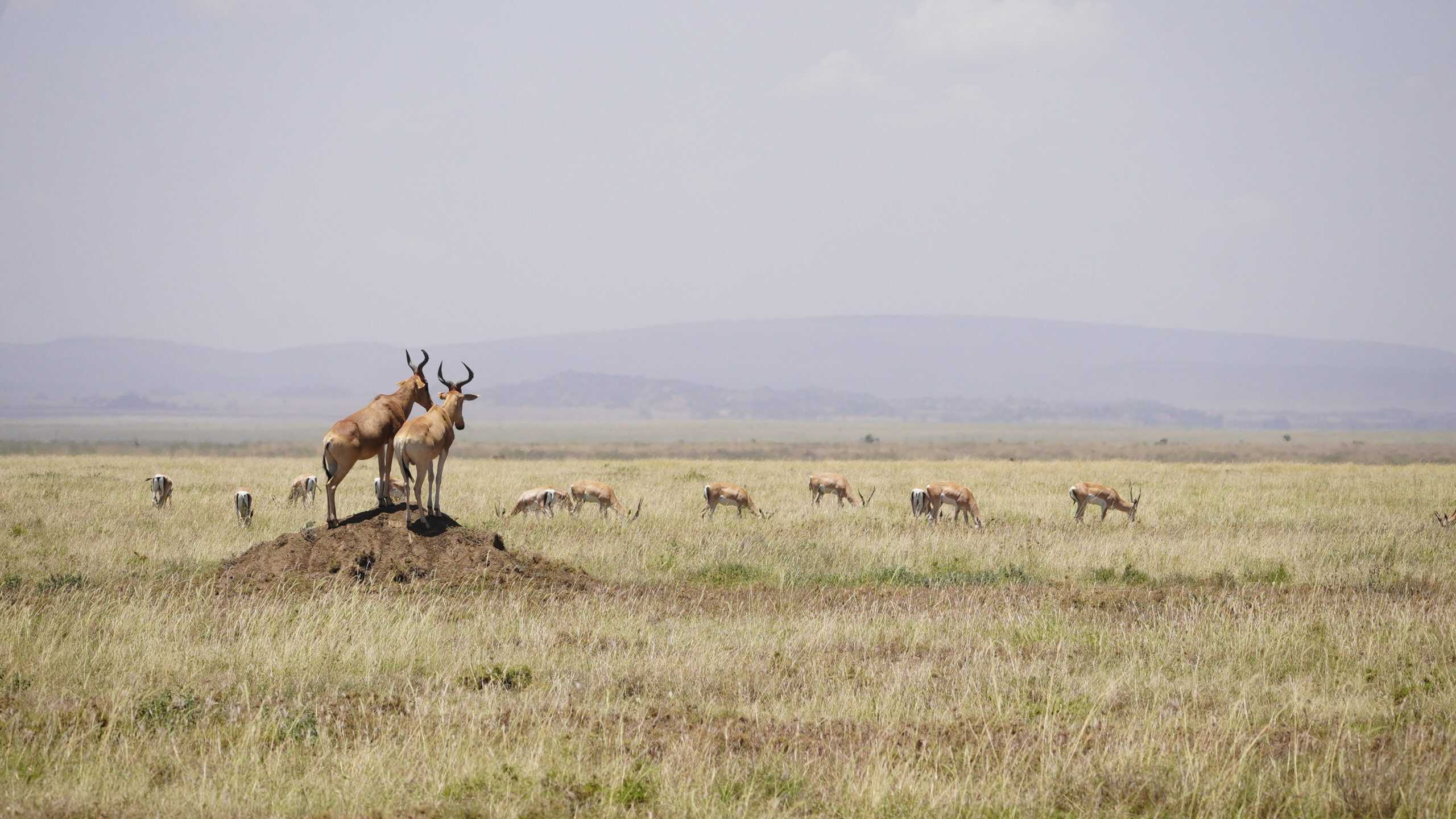 Antilopen in der Serengeti, Afrikas Wildnis erleben.
