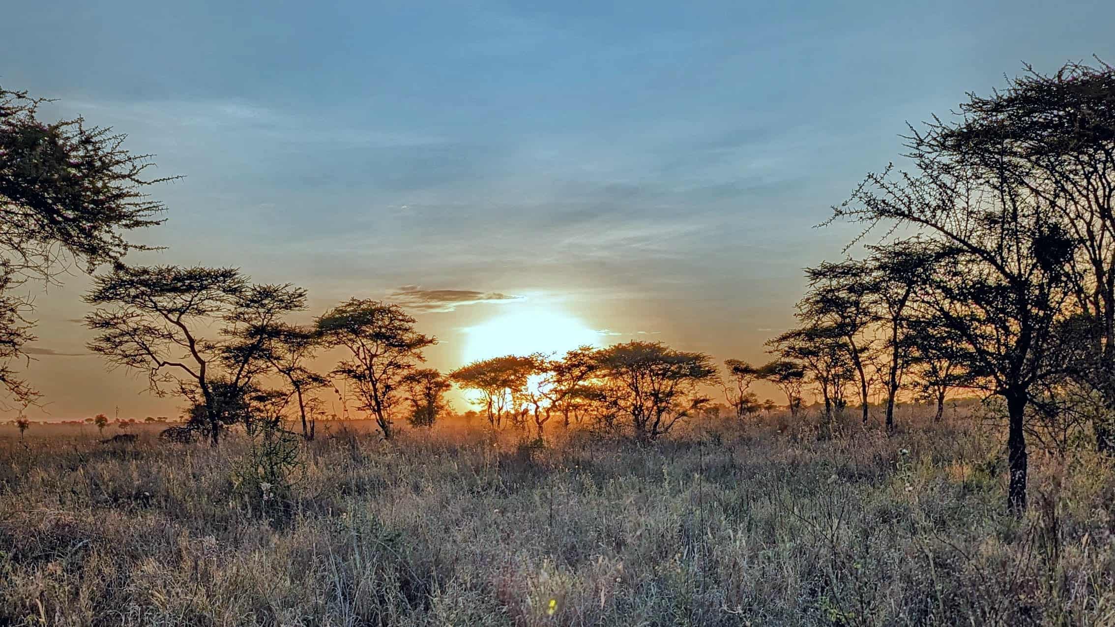 Sonnenuntergang über der Serengeti mit Akazienbäumen im Abendlicht.