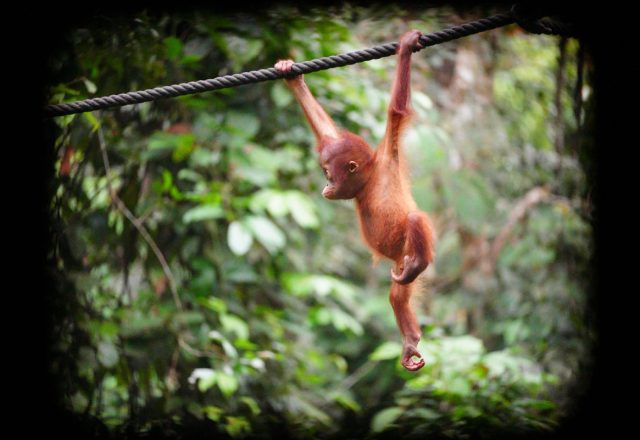 Malaysia | Affen in Malaysia – zwischen Möchtegern-Ganoven und haarigen Halbgöttern | Beitragsbild