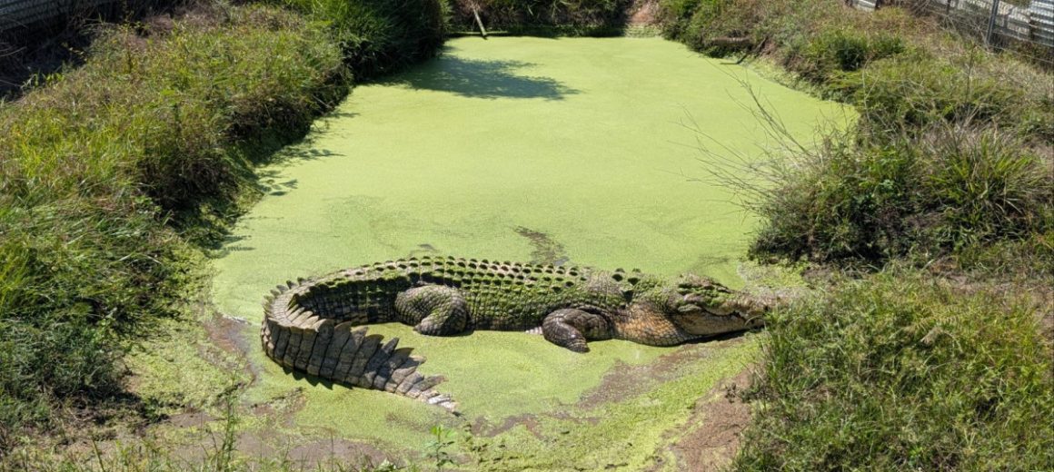 Australien | Top End Safari Camp – Wasser, Lärm und ziemlich viele Zähne | Beitragsbild