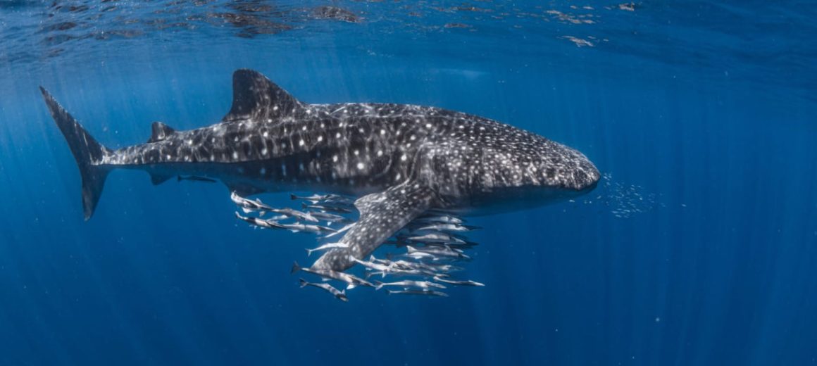 Australien | Coral Bay – Von Buckelwal-Plänen zur Walhai-Begegnung | Beitragsbild