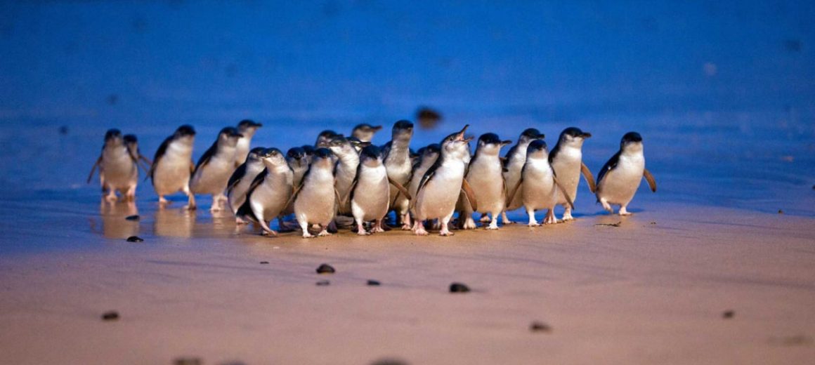 Australien | Phillip Island – Penguin Parade | Beitragsbild
