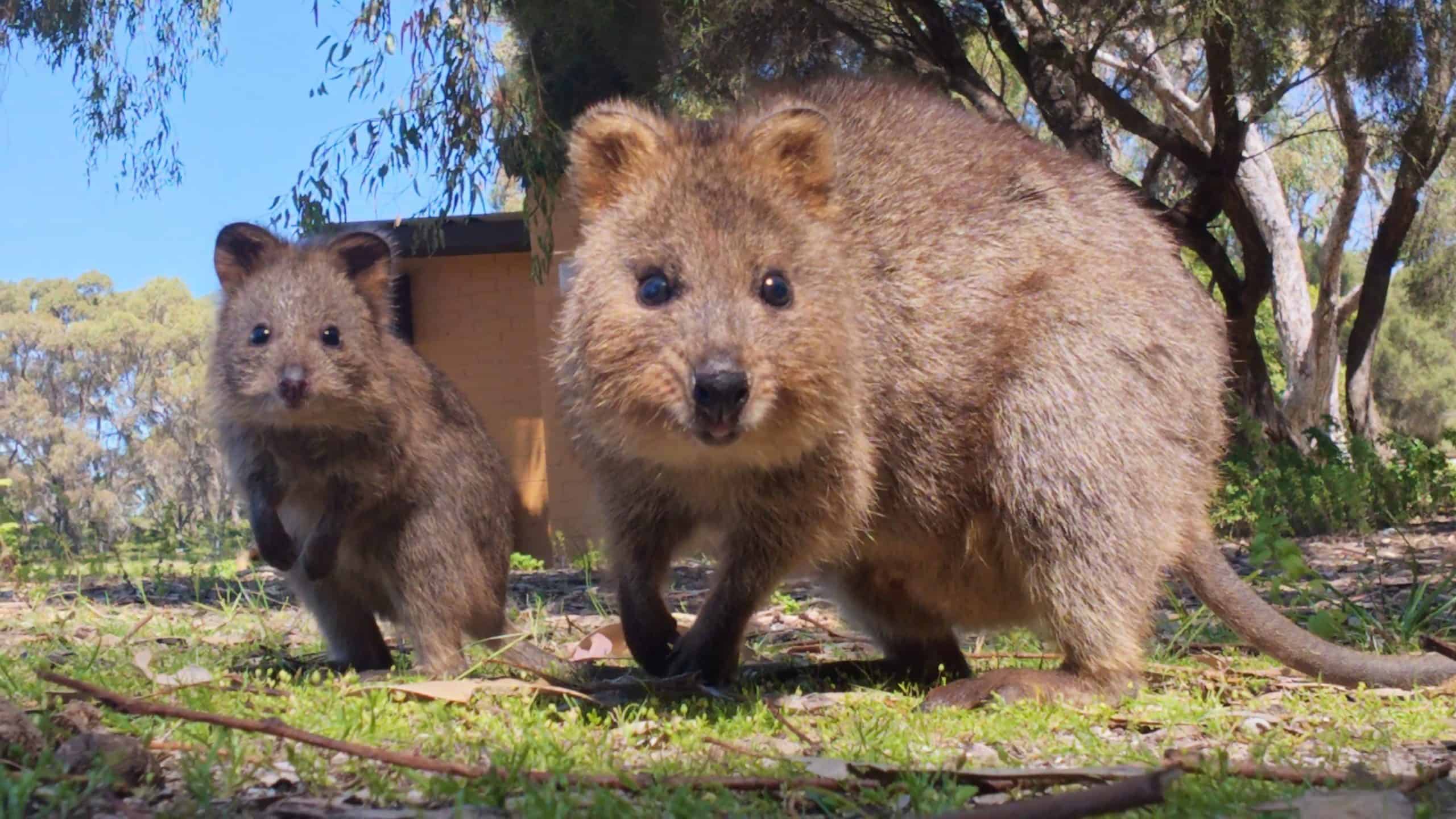 Zwei Quokkas in freier Natur, unterwegs im Gegenverkehr.