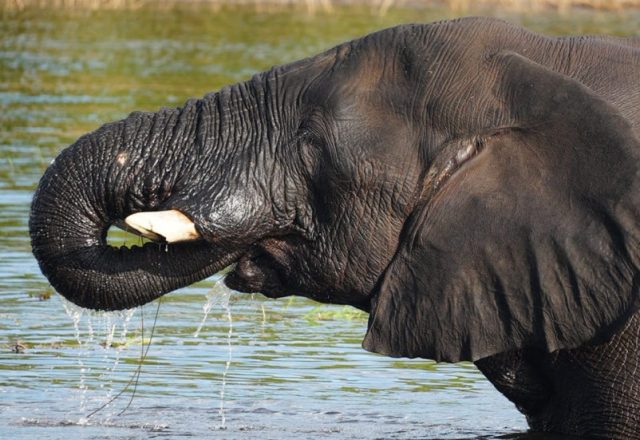Botswana | Chobe Nationalpark – Safari, aber bitte mit Elefanten-Garantie | Beitragsbild
