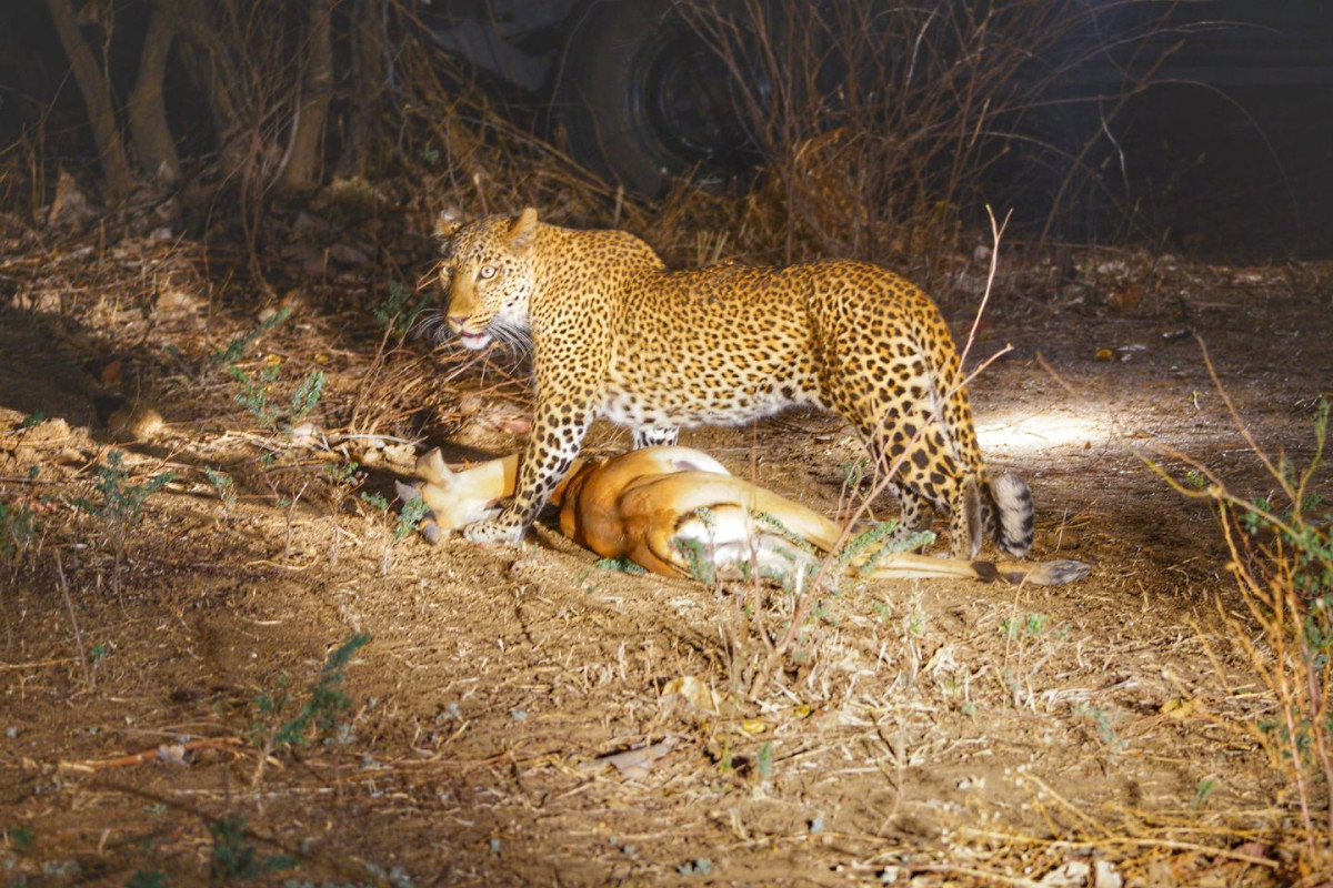 Sambia