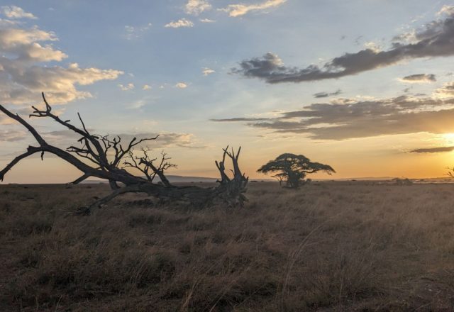 Tansania | Serengeti – grosse Bühne, kleine Menschen | 12